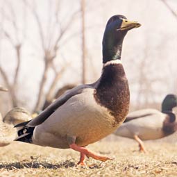 小黑ddos压力测试平台